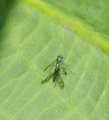 Attēlu rezultāti vaicājumam “Dolichopodidae”