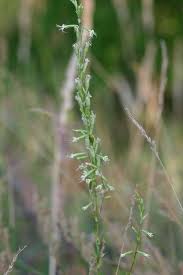 Attēlu rezultāti vaicājumam “Silene tatarica”