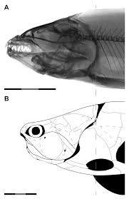 Attēlu rezultāti vaicājumam “Placodermi”