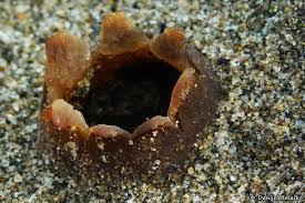 Attēlu rezultāti vaicājumam “Peziza ammophila”