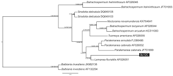 Attēlu rezultāti vaicājumam “Lemanea fluviatilis”