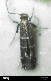 Attēlu rezultāti vaicājumam “Gracillariidae”