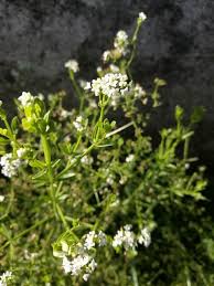 Attēlu rezultāti vaicājumam “Galium elongatum leaf”