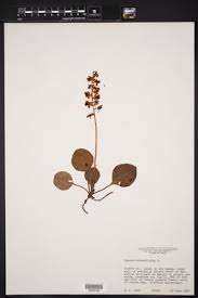 Attēlu rezultāti vaicājumam “Pyrola rotundifolia”