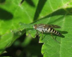 Attēlu rezultāti vaicājumam “Therevidae”