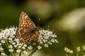 Attēlu rezultāti vaicājumam “Melitaea diamina underside”