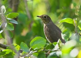 Image result for Catharus minimus