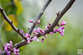 Attēlu rezultāti vaicājumam “Prunus cerasifera var. divaricata bud”