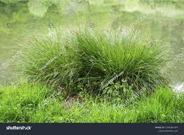 Attēlu rezultāti vaicājumam “Carex paniculata”