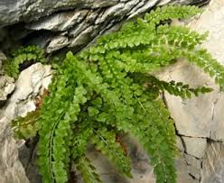 Attēlu rezultāti vaicājumam “Asplenium viride”