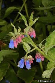 Attēlu rezultāti vaicājumam “Symphytum asperum leaf”