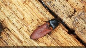 Attēlu rezultāti vaicājumam “Ampedus pomorum”