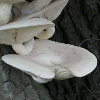 Attēlu rezultāti vaicājumam “Hypsizygus ulmarius”