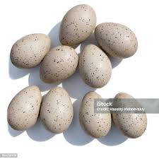 Attēlu rezultāti vaicājumam “Fulica atra eggs”