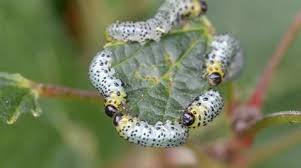 Attēlu rezultāti vaicājumam “Nematus ribesii larva”