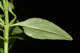 Attēlu rezultāti vaicājumam “Antirrhinum majus leaf”