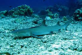 Image result for Triaenodon obesus