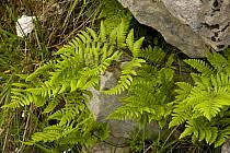 Attēlu rezultāti vaicājumam “Gymnocarpium robertianum”