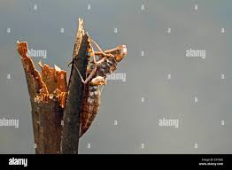 Attēlu rezultāti vaicājumam “Retinia resinella exuvia”