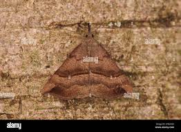 Attēlu rezultāti vaicājumam “Hypena proboscidalis”