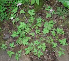 Attēlu rezultāti vaicājumam “Geranium robertianum leaf”