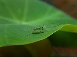 Attēlu rezultāti vaicājumam “Tanytarsus”