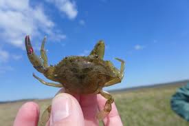 Image result for Callinectes sapidus