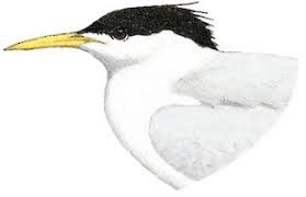 Image result for Sterna acuflavida