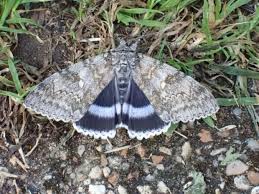 Attēlu rezultāti vaicājumam “Catocala fraxini”