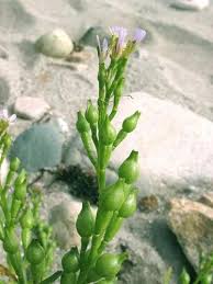 Attēlu rezultāti vaicājumam “Epipactis atrorubens fruit”