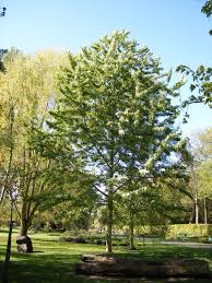 Attēlu rezultāti vaicājumam “Populus x berolinensis”