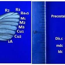 Attēlu rezultāti vaicājumam “Aporia crataegi upperside”
