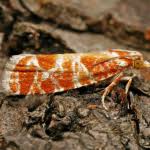 Attēlu rezultāti vaicājumam “Rhyacionia pinicolana”