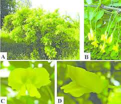 Attēlu rezultāti vaicājumam “Caragana arborescens flower”