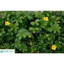 Attēlu rezultāti vaicājumam “Potentilla arenaria”