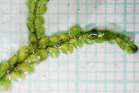 Attēlu rezultāti vaicājumam “Jamesoniella autumnalis”