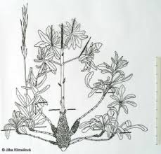 Attēlu rezultāti vaicājumam “Arabis hirsuta fruit”