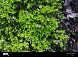 Attēlu rezultāti vaicājumam “Mnium hornum”