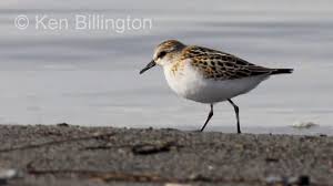 Attēlu rezultāti vaicājumam “Calidris minuta”