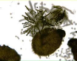 Attēlu rezultāti vaicājumam “Sordaria fimicola”