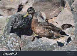 Attēlu rezultāti vaicājumam “Anas platyrhynchos male”