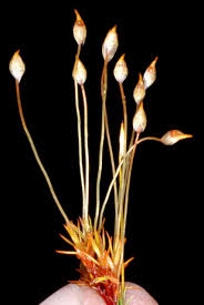 Attēlu rezultāti vaicājumam “Pogonatum nanum”