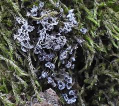 Attēlu rezultāti vaicājumam “Lycogala ustulatum sessile”