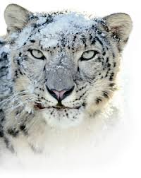 Image result for kernel panic snow leopard