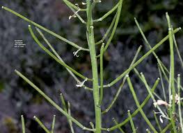 Attēlu rezultāti vaicājumam “Erysimum hieracifolium fruit”