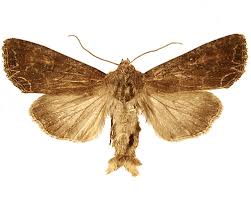 Attēlu rezultāti vaicājumam “Lacanobia suasa”