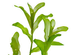 Attēlu rezultāti vaicājumam “Potamogeton compressus leaf”