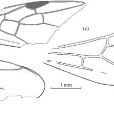 Attēlu rezultāti vaicājumam “Vouauxiomyces santessonii”