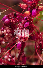 Attēlu rezultāti vaicājumam “Cuscuta epithymum subsp. trifolii flower”