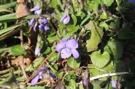 Attēlu rezultāti vaicājumam “Argynnis niobe underside”